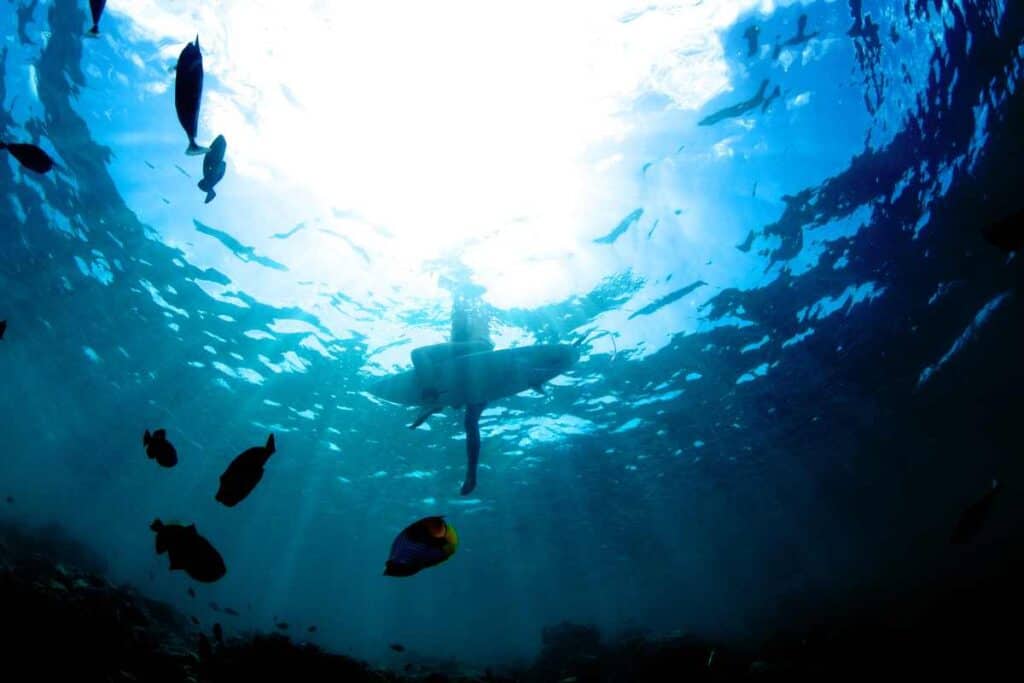 surfing shark defense tips