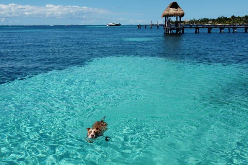 do dogs attract sharks