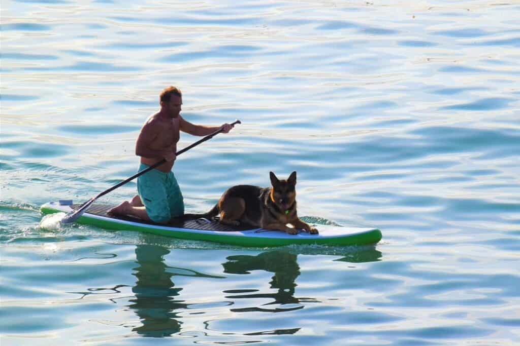 do sharks eat dogs