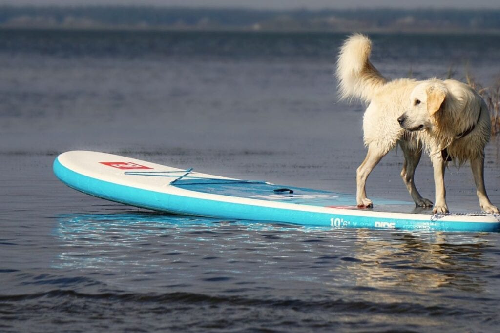 dog attacked by shark