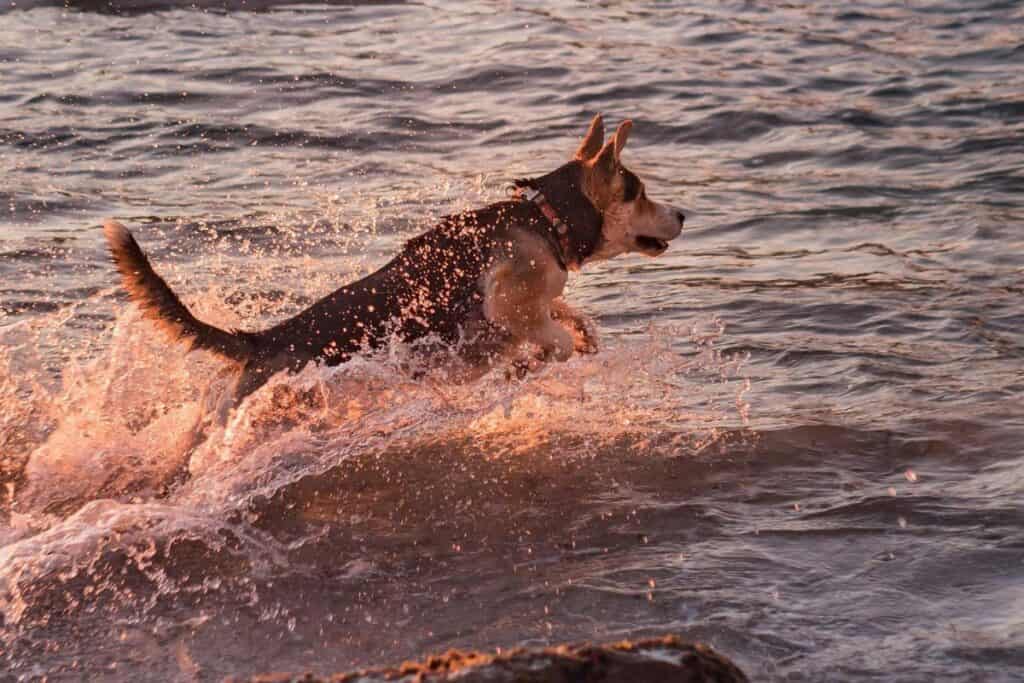 dogs safety shark