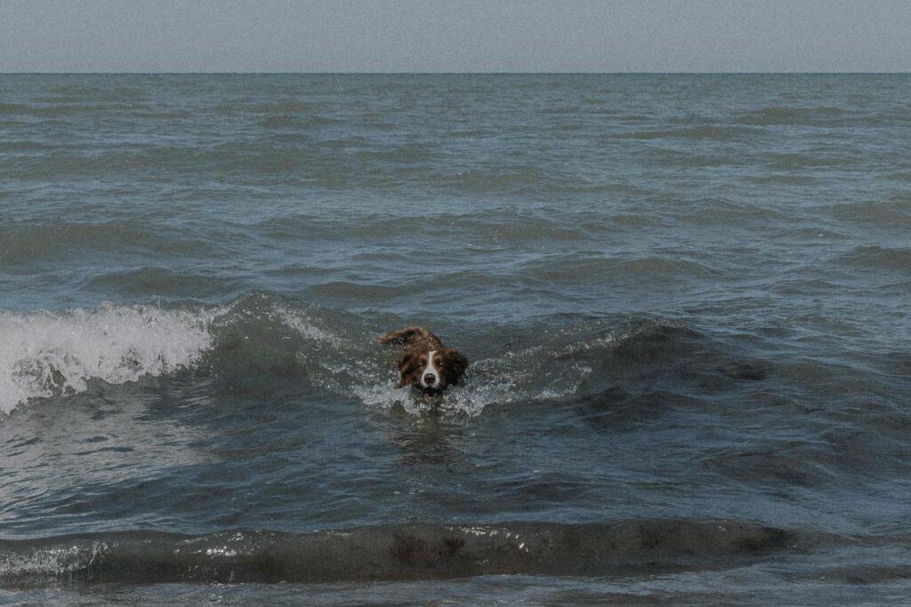 sharks and dogs